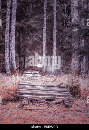 Alte Holzbrücke in den verwilderten Wald Dickicht mit kleinen Fichte Stockfoto