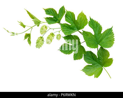 Hop Ast mit Blätter und Blumen isoliert auf weißem Stockfoto