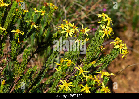 Golden Daisy Bush Stockfoto