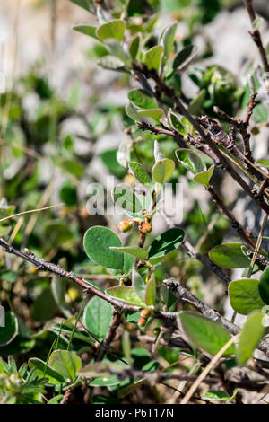Wild Cotoneaster oder Cotoneaster cambricus wächst an den Großen Ormes Kopf in North Wales auf den 5. Mai 2018 Stockfoto