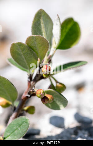 Wild Cotoneaster oder Cotoneaster cambricus wächst an den Großen Ormes Kopf in North Wales auf den 5. Mai 2018 Stockfoto