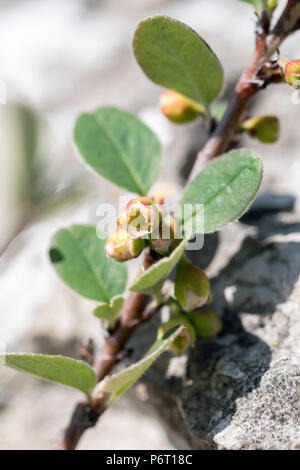 Wild Cotoneaster oder Cotoneaster cambricus wächst an den Großen Ormes Kopf in North Wales auf den 5. Mai 2018 Stockfoto
