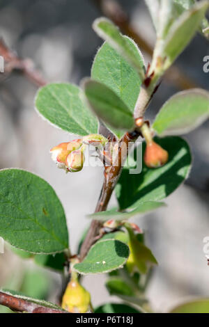 Wild Cotoneaster oder Cotoneaster cambricus wächst an den Großen Ormes Kopf in North Wales auf den 5. Mai 2018 Stockfoto