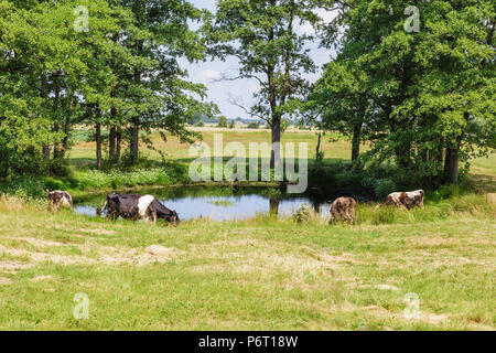 Ein Holstein Fresian grasende Kühe auf einer grünen Weide in der Nähe von kleinen Teich Stockfoto