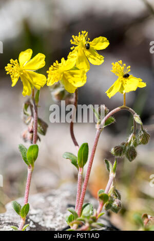 Graue Felsen - Rose wächst an den Great Orme in Llandudno Wales Stockfoto