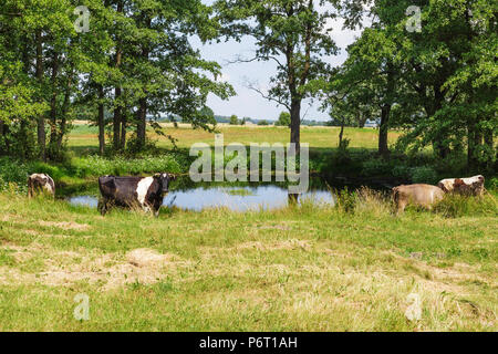 Ein Holstein Fresian grasende Kühe auf einer grünen Weide in der Nähe von kleinen Teich Stockfoto