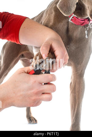 Schneiden der Nagel von einem Hund vor weißem Hintergrund Stockfoto