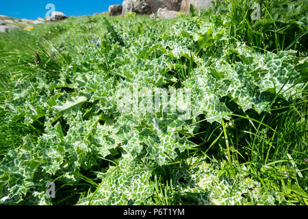 Mariendistel Silybum marianum Stockfoto