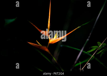 Bunte Heliconia Blüte im Regenwald der Metropolitan Park, Panama City, Republik Panama. Stockfoto