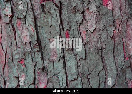 Baum Hintergrundbild mit rosa Highlights und viel Textur Stockfoto