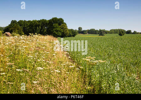 Getreidefeld mit wilde Blume Marge natürliche Flora und Fauna zu fördern, in der Nähe von Newbury, Berkshire, England, Vereinigtes Königreich, Europa Stockfoto