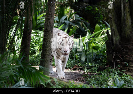 Porträt eines majestätischen Weiß/gebleicht Tiger in das Grün des Dschungels. Singapur. Stockfoto