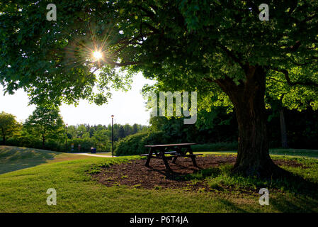 Morgensonne scheint durch die Blätter mit einer Parkbank als Hintergrund Stockfoto