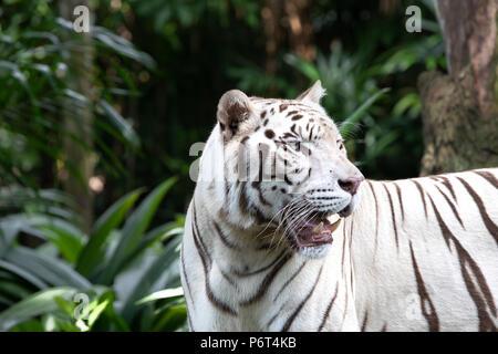 Nahaufnahme, Porträt eines majestätischen Weiß/gebleicht Tiger in das Grün des Dschungels. Singapur. Stockfoto