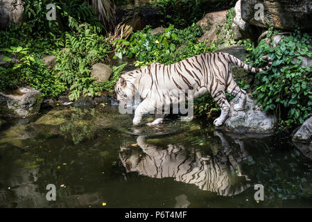 Porträt eines majestätischen Weiß/gebleicht tiger Erholung am Wasser in das Grün des Dschungels. Singapur. Stockfoto