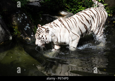 Porträt eines majestätischen Weiß/gebleicht tiger Entspannen durch ein Wasserloch. Stockfoto