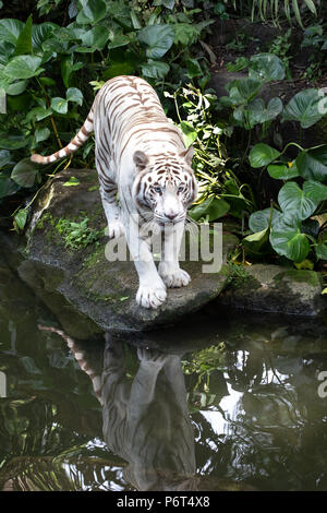 Porträt eines majestätischen Weiß/gebleicht Tiger in das Grün des Dschungels. Singapur. Stockfoto