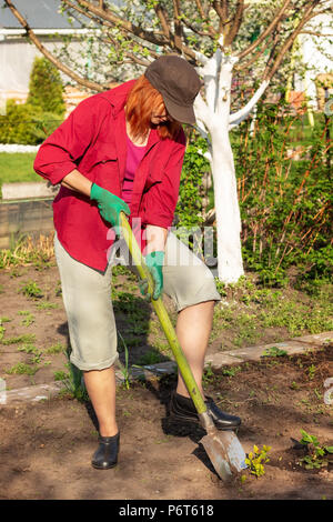 Einzelnen kaukasischen Frau graben Boden mit Schaufel im Frühling Garten, typisch russischen Szene Stockfoto