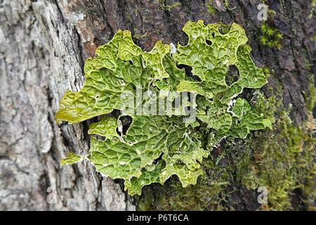 Lobaria pulmonaria, bekannt als Waldlungwort, Lungenflechte, Lungenmoos, Lungenflechte, Eichenlungwort oder Eichenlungwort Stockfoto