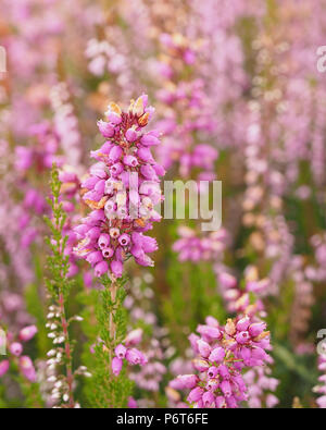 Glockenheide (Erica cinerea) in voller Blüte auf Heideflächen. Tipperary, Irland Stockfoto