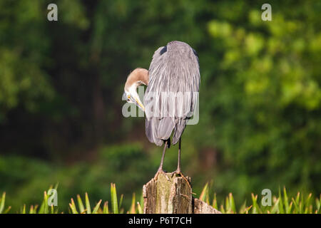 Ein Great Blue Heron beruht auf hölzernen Pfosten. Stockfoto