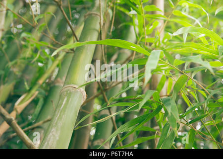 Grüner Bambus mit Wald Hintergrund und Textur. Stockfoto