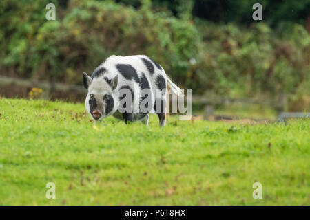 Freie Strecke Gloucester alten Spot Schwein in einem Feld. Stockfoto