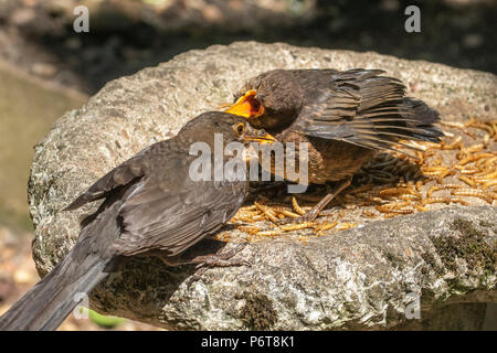 Eine weibliche Amsel ist die Fütterung einer Ihrer flügge mit Mehlwürmern. Stockfoto