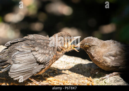 Eine weibliche Amsel ist die Fütterung einer Ihrer flügge mit Mehlwürmern. Stockfoto