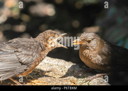 Eine weibliche Amsel ist die Fütterung einer Ihrer flügge mit Mehlwürmern. Stockfoto