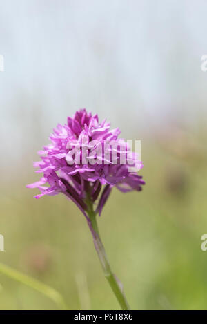 Blüte (Anacamptis pyramidalis) Stockfoto