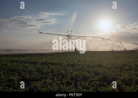 Automatische Bewässerungsanlage Sprinkler, extensive Landwirtschaft, Fruchtarten Stockfoto