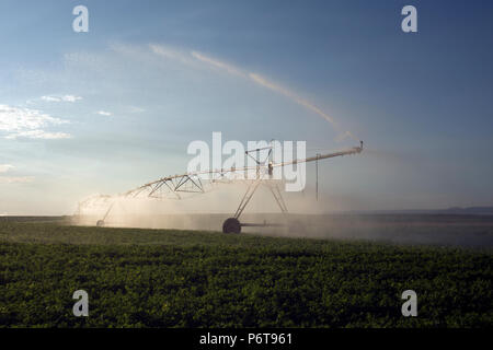 Automatische Bewässerungsanlage Sprinkler, extensive Landwirtschaft, Fruchtarten Stockfoto