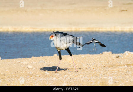 Sekretär (Sagittarius serpentarius), Wandern durch das Wasserloch mit Schmied plover weg fliegen, Etosha National Park, Namibia. Stockfoto