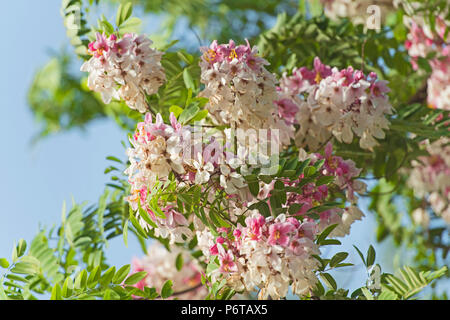 Closeup Detail der Blüte bougainvillea Anlage mit rosa und weißen Blüten im ländlichen Garten Stockfoto