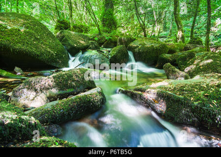 Blick auf das Naturschutzgebiet Kennall Vale Gelände der alten Pulverfabriken in cornwall großbritannien Stockfoto