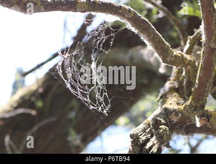 Spinnweben fuhr auf einem Baum, leybourne Seen, Kent Stockfoto