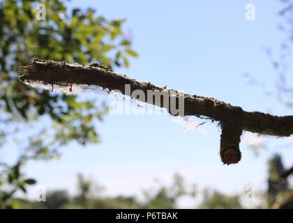 Spinnweben fuhr auf einem Baum, leybourne Seen, Kent Stockfoto