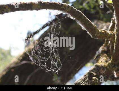 Spinnweben fuhr auf einem Baum, leybourne Seen, Kent Stockfoto