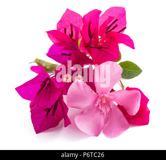 Bougainvillea und olender Blumen auf weißem Hintergrund Stockfoto