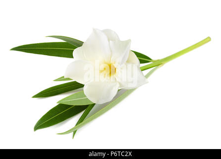 Weißer Oleander Blume auf weißem Hintergrund Stockfoto