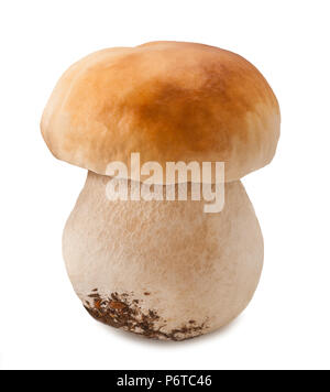 Pilz penny Bun auf weißem Hintergrund Stockfoto