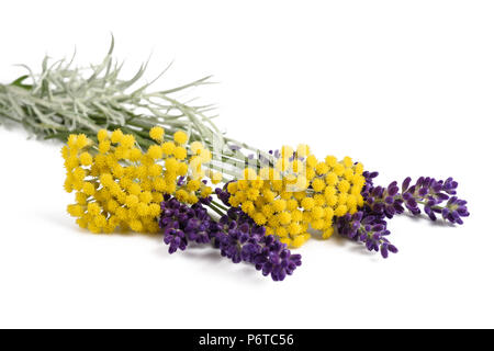 Lavendel und helichrysum Blumen auf weißem Hintergrund Stockfoto