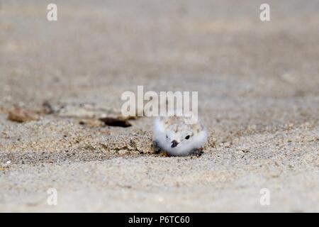 Eine Rohrleitung Plover Charadrius melodus Küken im Juli am Strand hocken in den Sand. Es ist Sand zurück Farbige und Leiter bieten Tarnung von Raubtieren Stockfoto