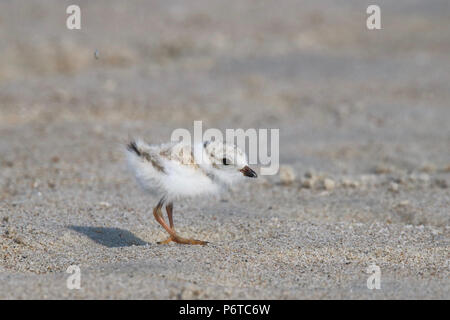 Eine Rohrleitung Plover Charadrius melodus Küken im Juli zu Fuß am Strand suchen nach Nahrung. Es ist Sand Rücken farbig Kopf Hilfe es getarnt zu bleiben. Stockfoto