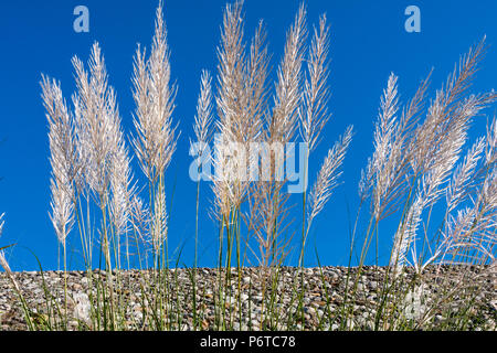 Kans Gras, wilde Zuckerrohr (Saccharum spontaneum L.) gegen den blauen Himmel, Da'an River, Dongshi Bezirk, Taichung, Taiwan Stockfoto