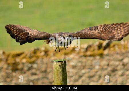 Porträt eines Verreaux Uhu im Flug Stockfoto