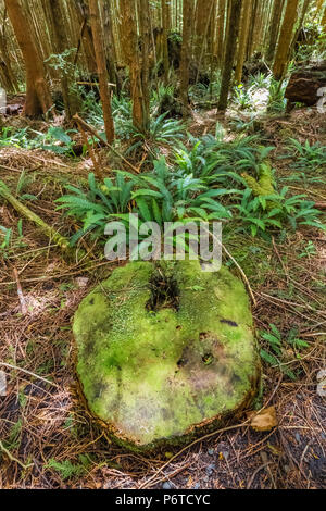 Stumpf und Wald entlang der Strecke durch die Makah Reservierung auf dem Weg zum Shi Shi Strand in Olympic National Park, Washington State, USA Stockfoto