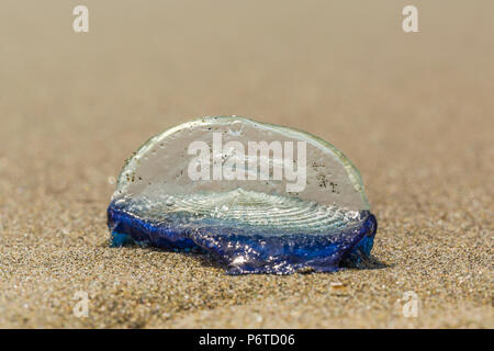 By-the-wind Sailor, Velvella velvella, aka Segel Qualle, auf Shi Shi Strand entlang des Pazifischen Ozeans in Olympic National Park, Washington State, USA Stockfoto