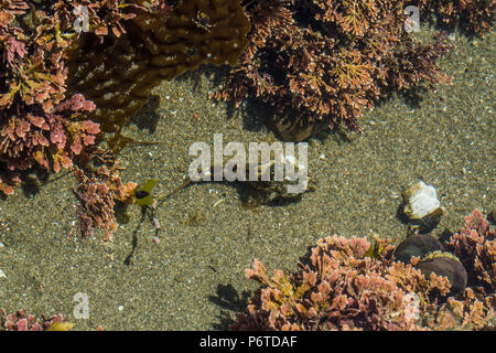 Gezeitentümpel Sculpin, Oligocottus maculosus, in einer tide pool am Punkt der Bögen auf Shi Shi Strand entlang des Pazifischen Ozeans in Olympic National Park, Washingt Stockfoto